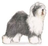 OldEnglishSheepdogI